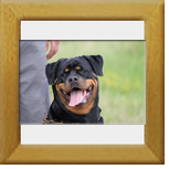 Rottweiler Diona im Alter von 20 Monaten