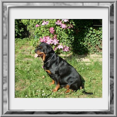 Evi von der Bärenhöhle