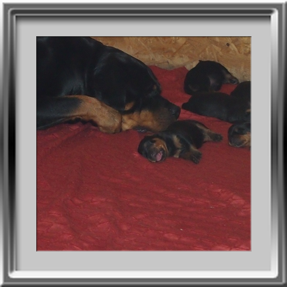 Rottweilerwelpen