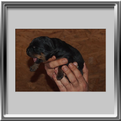 Rottweilerwelpen 