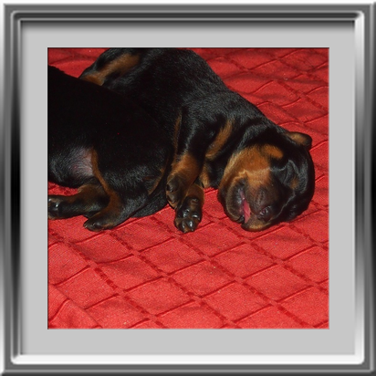 Rottweilerwelpen