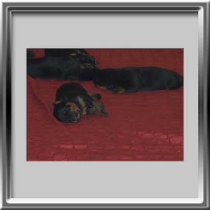 Rottweilerwelpen