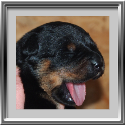 Rottweilerwelpen