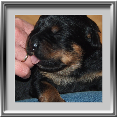 Rottweilerwelpen