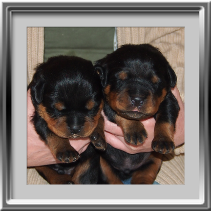 Rottweilerwelpen