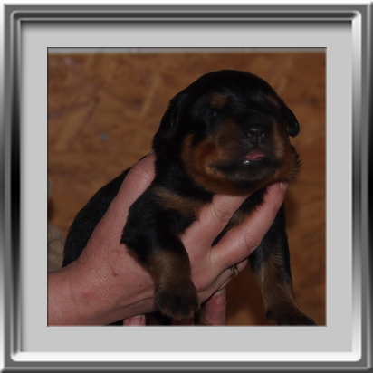 Rottweilerwelpen 11 Tagen alt