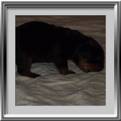 Rottweilerwelpen 11 Tagen alt