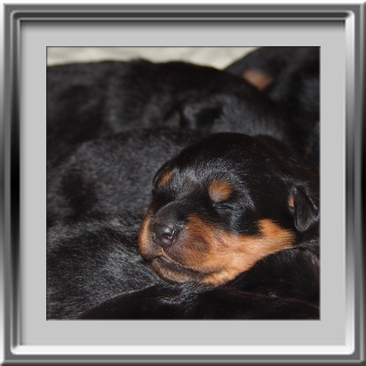 Rottweilerwelpen 11 Tagen alt