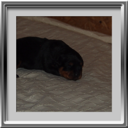 Rottweilerwelpen 11 Tagen alt