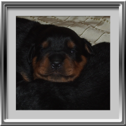 Rottweilerwelpen 13 Tage alt
