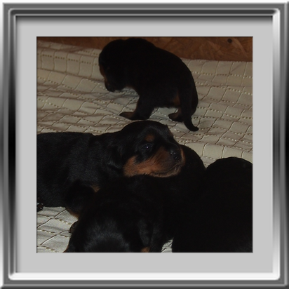 Rottweilerwelpen 13 Tage alt