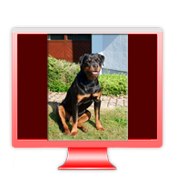 Rottweilerwelpen Nina von La Suerte