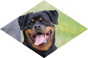 Rottweilerh�ndin Diona