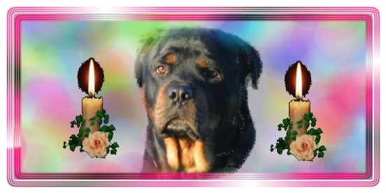 Rottweiler Angelo von La Suerte