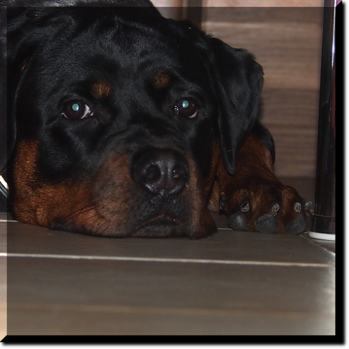 Rottweiler Welpen