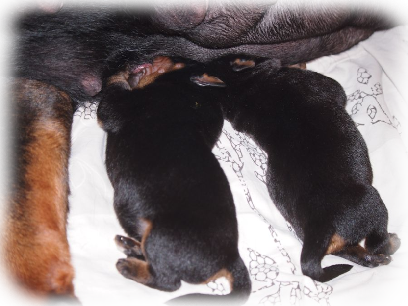 Rottweilerwelpen von La Suerte