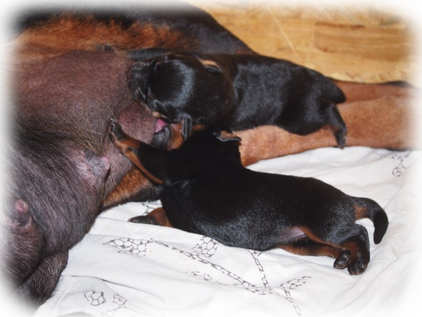 Rottweiler Welpen von La Suerte