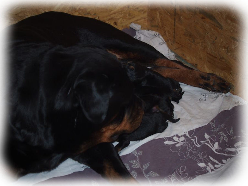 rottweiler welpen von La Suerte