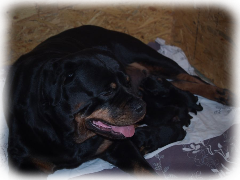 rottweilerwelpen-von La Suerte