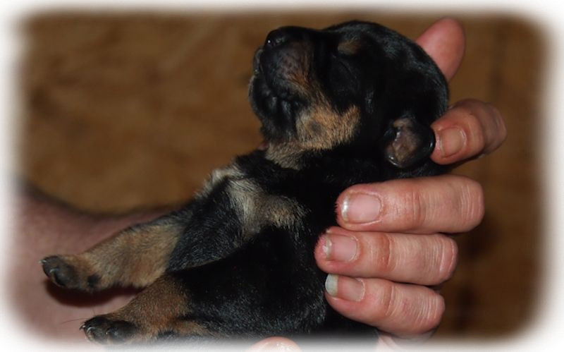 Rottweilerwelpen
