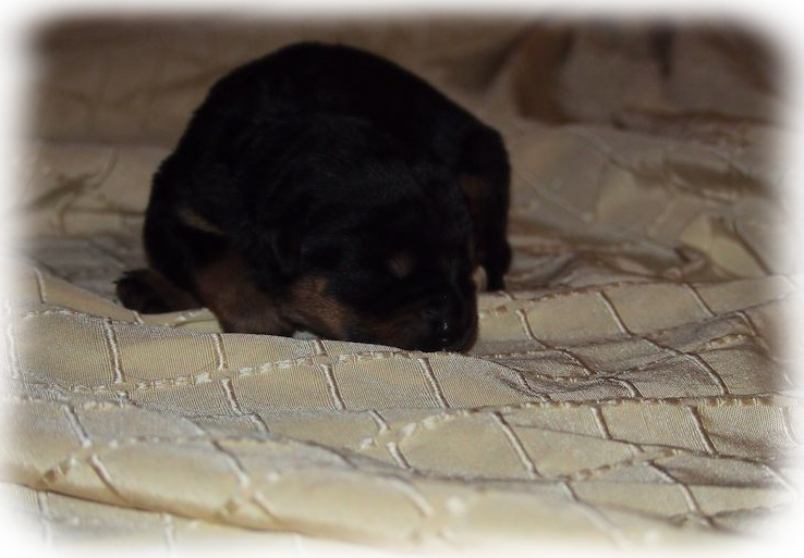 Rottweilerwelpen