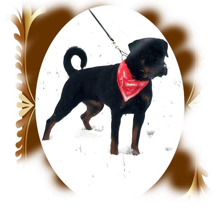 Rottweiler Luna von La Suerte