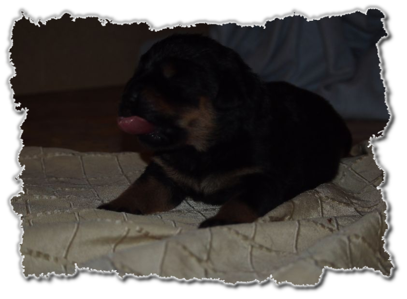 rottweilerwelpen