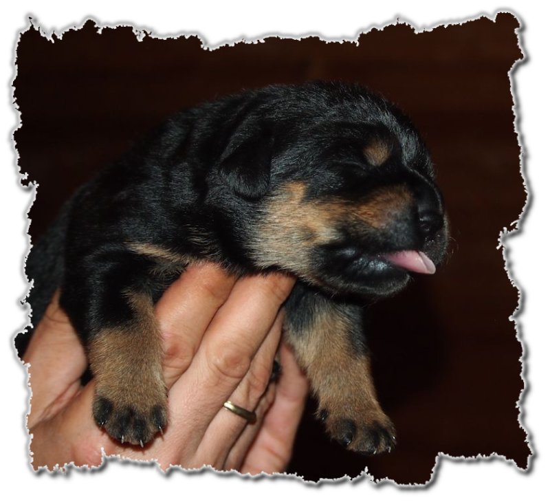 rottweilerwelpen von la suerte