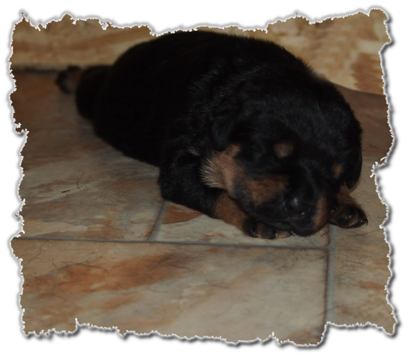 rottweilerwelpen