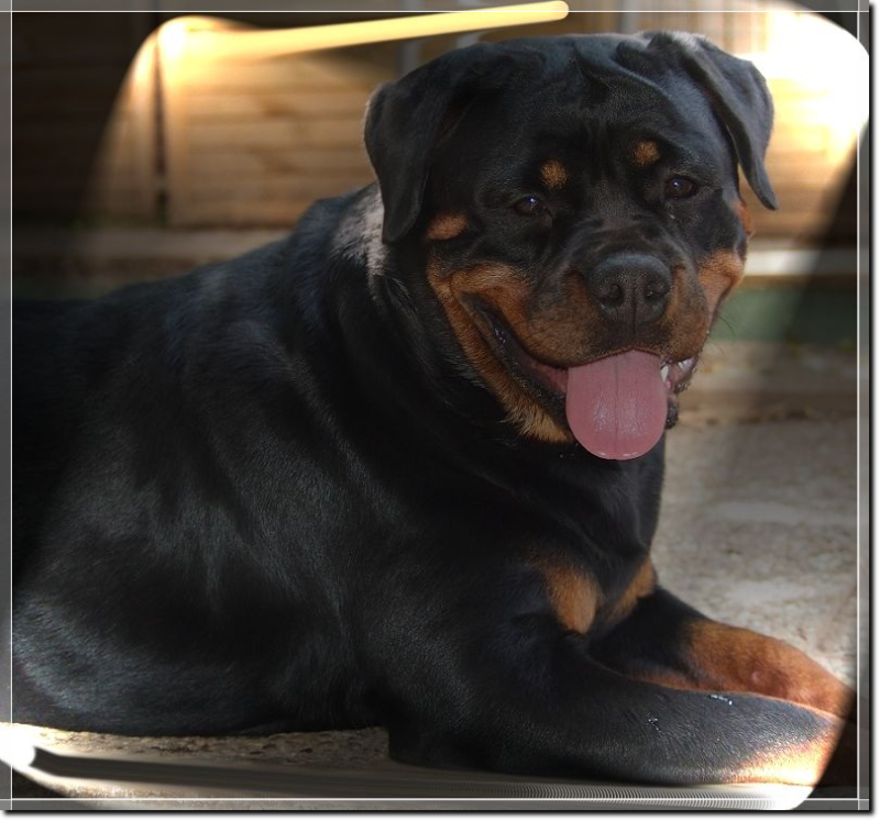 rottweilerwelpen