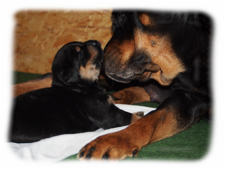 Rottweilerwelpen