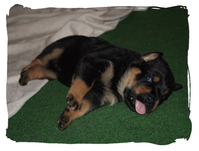 rottweilerwelpen