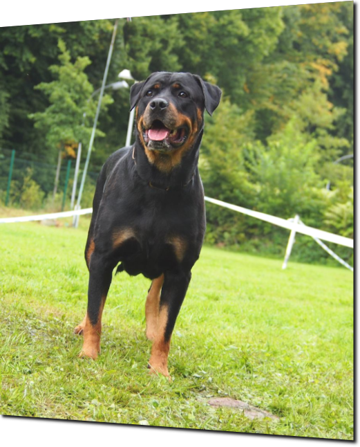 rottweilerwelpen mandy von la suerte