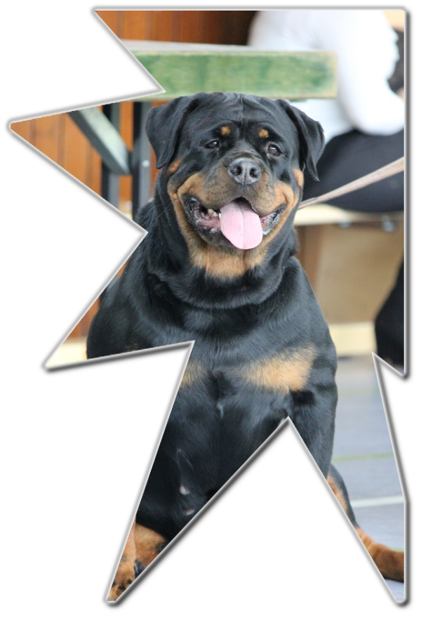 Rottweilerwelpen von La Suerte