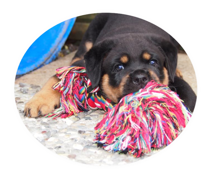 rottweilerwelpen von la suerte