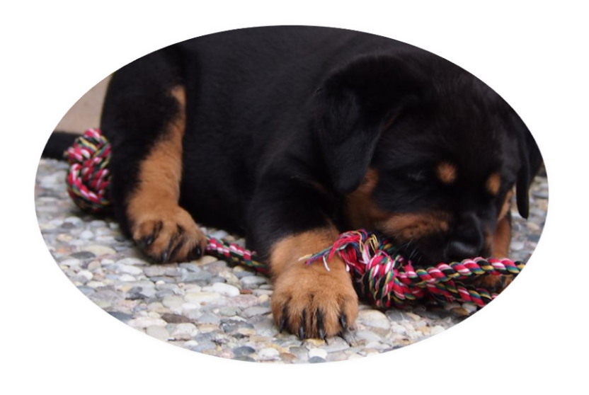 rottweiler welpen von la suerte