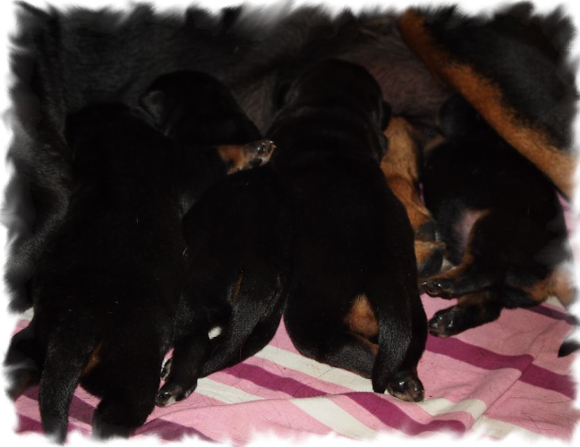 Rottweilerwelpen von La Suerte