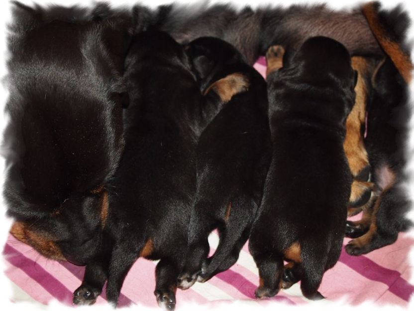 Rottweilerwelpen von La Suerte
