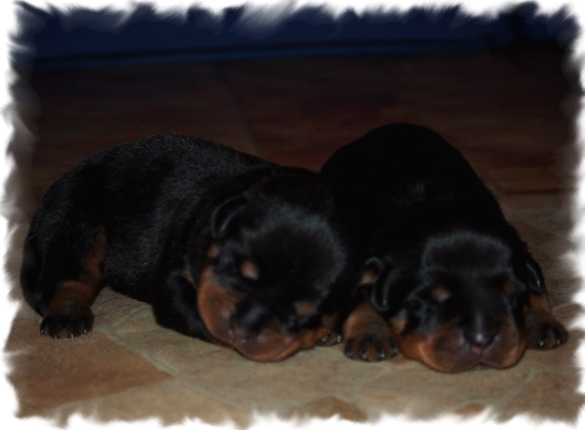 Rottweilerwelpen von La Suerte