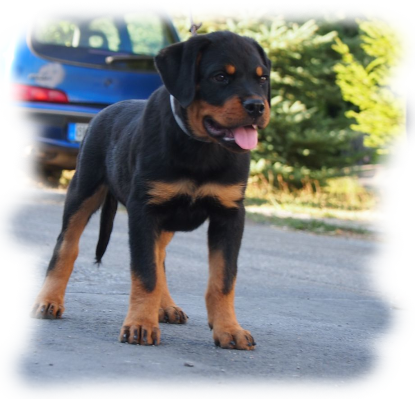 Rottweilerwelpen