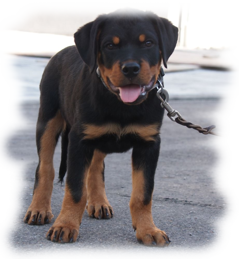 rottweilerwelpen