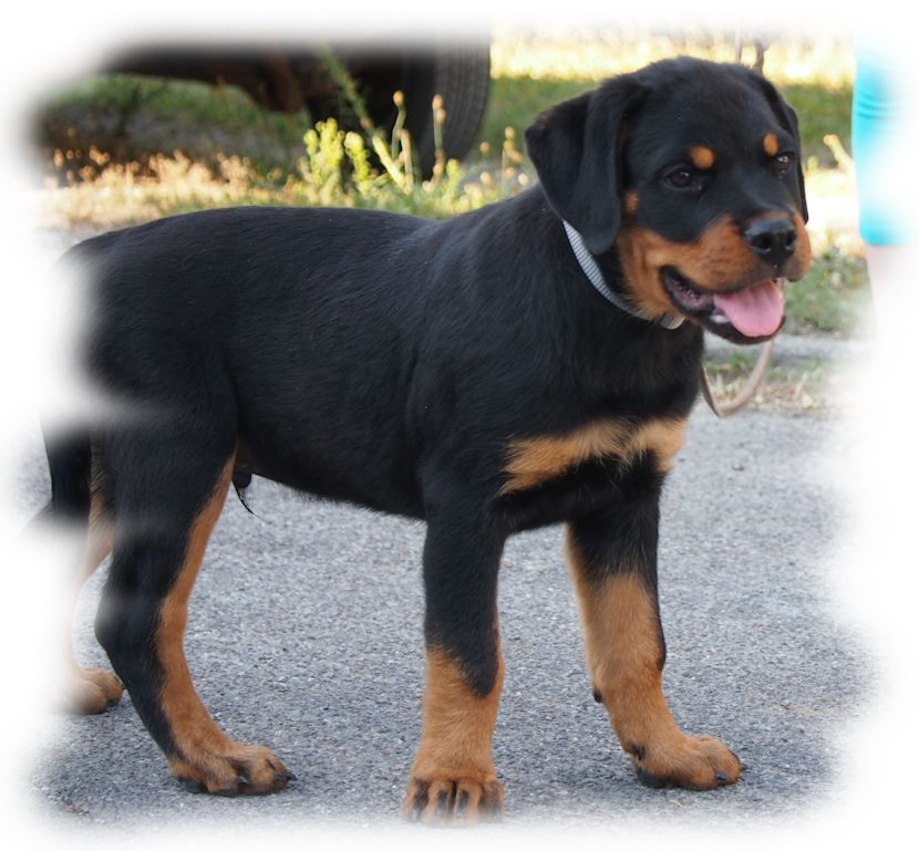 rottweilerwelpen