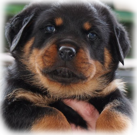 Rottweilerwelpen