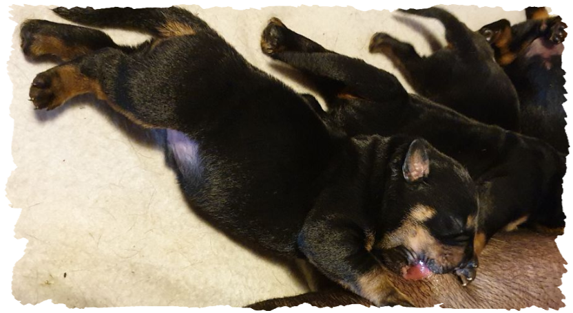 Unsere Rottweilerwelpen sind da