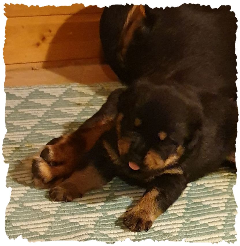 Rottweilerwelpen 14 tage alt