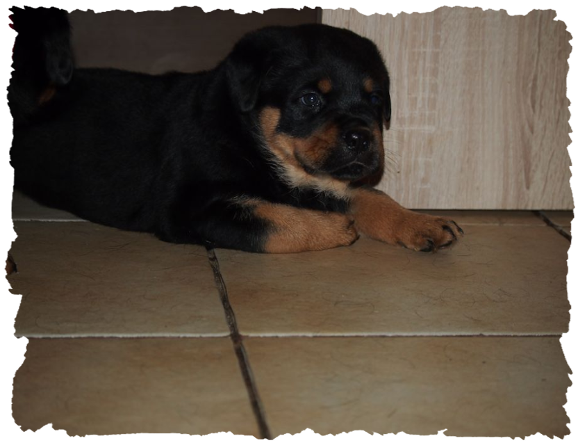 rottweilerwelpen