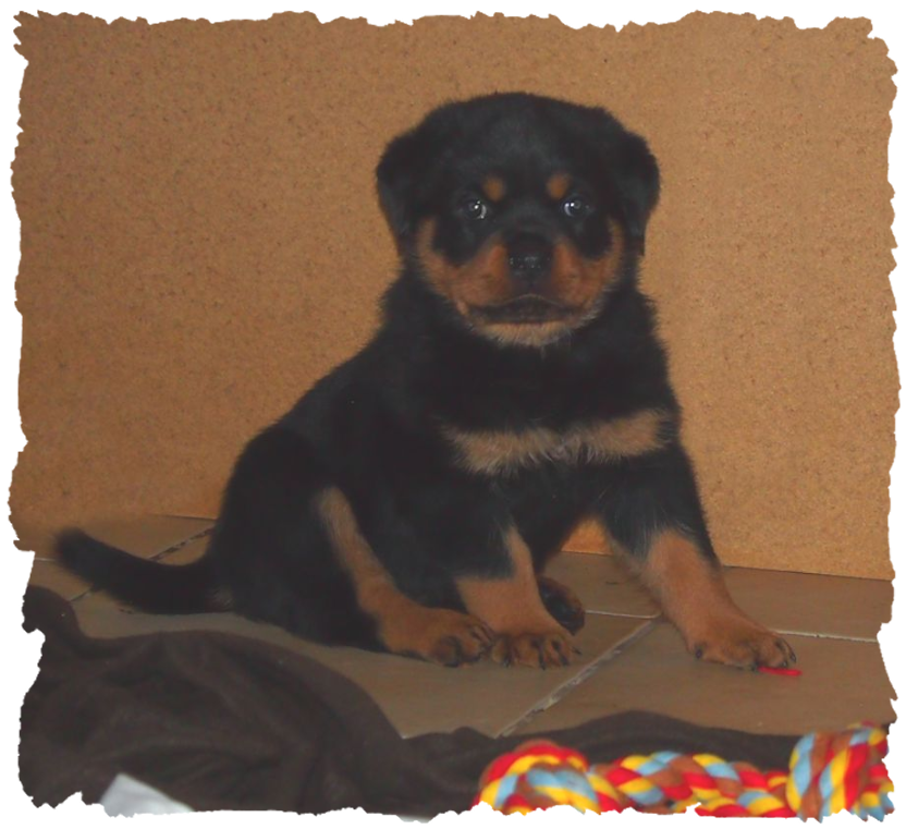 rottweilerwelpen