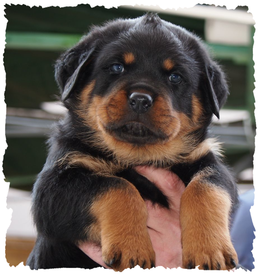 Rottweilerwelpen Rde