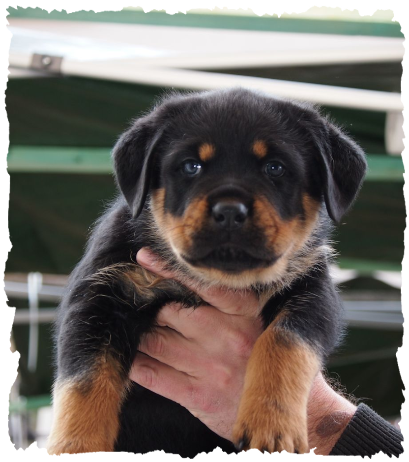 Rottweiler Rde