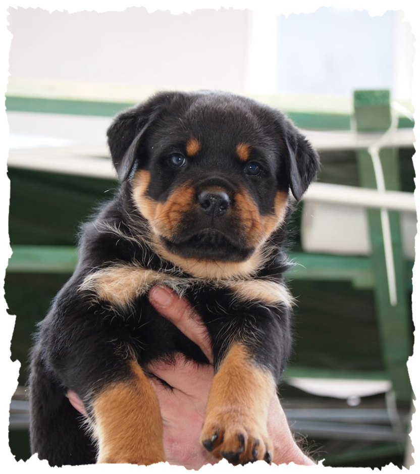 Rottweiler Rde